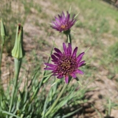 Tragopogon porrifolius subsp. porrifolius (Salsify, Oyster Plant) at QPRC LGA - 9 Nov 2023 by MatthewFrawley