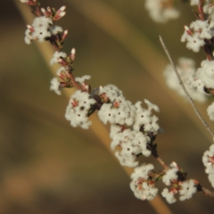 Styphelia attenuata (Small-leaved Beard Heath) at Tuggeranong, ACT - 7 Aug 2023 by MichaelBedingfield