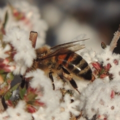 Apis mellifera (European honey bee) at Pine Island to Point Hut - 7 Aug 2023 by michaelb