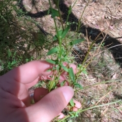 Einadia nutans subsp. nutans (Climbing Saltbush) at Majura, ACT - 10 Nov 2023 by Weasey138