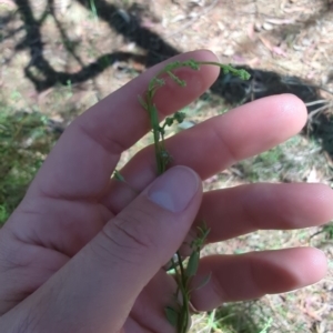 Einadia nutans subsp. nutans at Mount Majura - 10 Nov 2023