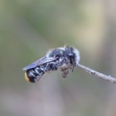 Megachile ferox (Resin bee) at Springwood, NSW - 25 Nov 2022 by SapphFire