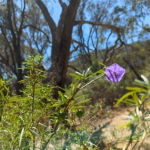 Solanum linearifolium at Mount Majura - 10 Nov 2023 11:41 AM