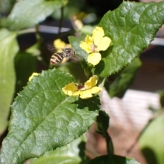 Lipotriches (Austronomia) phanerura (Halictid Bee) at Springwood, NSW - 9 Oct 2023 by SapphFire