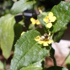 Lipotriches (Austronomia) phanerura at Springwood, NSW - 9 Oct 2023