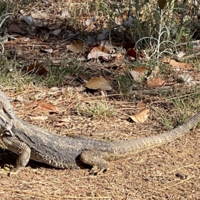 Pogona barbata (Eastern Bearded Dragon) at Watson, ACT - 9 Nov 2023 by Louisab