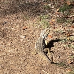 Pogona barbata at Watson, ACT - 10 Nov 2023