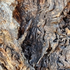 Eucalyptus nortonii at Wanniassa Hill - 11 Nov 2023