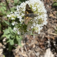 Trapezites phigalia (Heath Ochre) at QPRC LGA - 29 Oct 2023 by natureguy