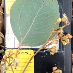 Eucalyptus polyanthemos subsp. polyanthemos (Red Box) at Wanniassa Hill - 10 Nov 2023 by Steve818