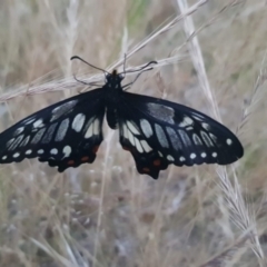 Papilio anactus (Dainty Swallowtail) at Watson, ACT - 7 Nov 2023 by MPW