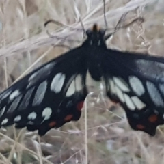 Papilio anactus at Watson, ACT - 7 Nov 2023