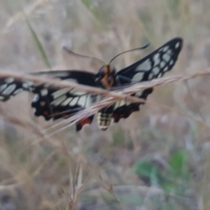 Papilio anactus at Watson, ACT - 7 Nov 2023