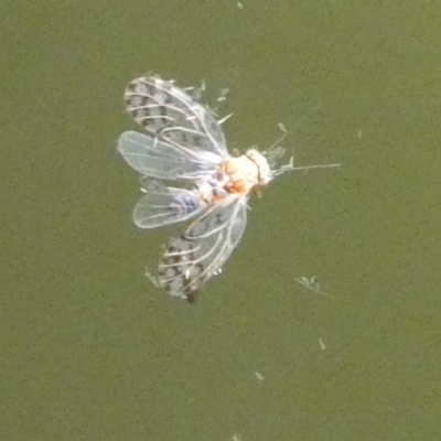 Psocodea 'Psocoptera' sp. (order) by arjay