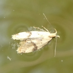 Diasceta terpnopis (A Concealer moth (Barea Group)) at QPRC LGA - 9 Nov 2023 by arjay