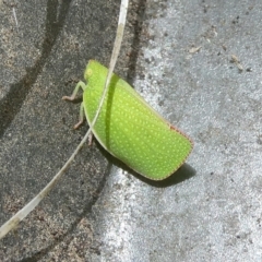 Siphanta acuta (Green planthopper, Torpedo bug) at QPRC LGA - 8 Nov 2023 by arjay