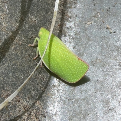 Siphanta acuta (Green planthopper, Torpedo bug) at Mongarlowe River - 8 Nov 2023 by arjay