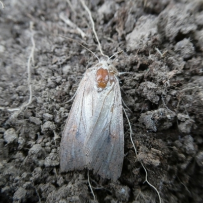 Mythimna (Pseudaletia) convecta (Common Armyworm) at Mongarlowe River - 7 Nov 2023 by arjay