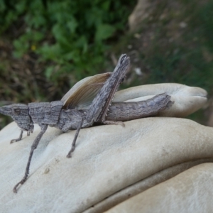 Coryphistes ruricola at QPRC LGA - 7 Nov 2023