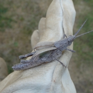 Coryphistes ruricola at QPRC LGA - 7 Nov 2023