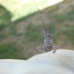 Coryphistes ruricola at QPRC LGA - 7 Nov 2023