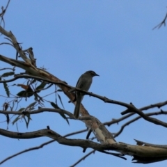 Caligavis chrysops (Yellow-faced Honeyeater) at Bega, NSW - 8 Nov 2023 by KMcCue