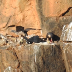 Falco peregrinus (Peregrine Falcon) at Bullen Range - 10 Nov 2023 by HelenCross