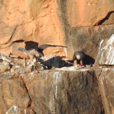 Falco peregrinus (Peregrine Falcon) at Bullen Range - 9 Nov 2023 by HelenCross