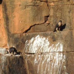 Falco peregrinus at Bullen Range - 10 Nov 2023