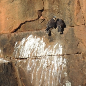 Falco peregrinus at Bullen Range - 10 Nov 2023