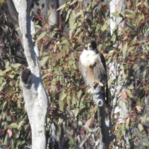 Falco peregrinus at Bullen Range - 10 Nov 2023