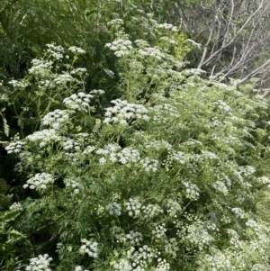 Conium maculatum at Woodstock Nature Reserve - 8 Nov 2023