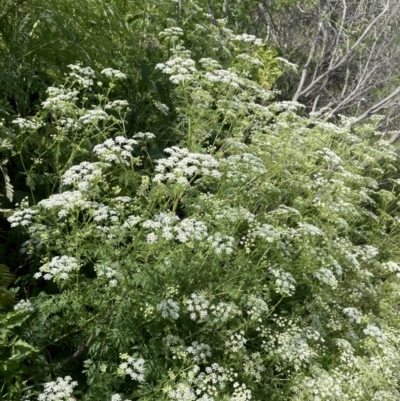 Conium maculatum (Hemlock) at Woodstock Nature Reserve - 8 Nov 2023 by JaneR