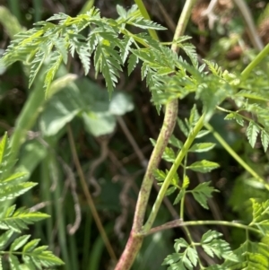 Conium maculatum at Woodstock Nature Reserve - 8 Nov 2023 02:48 PM