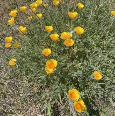 Eschscholzia californica (California Poppy) at Woodstock Nature Reserve - 8 Nov 2023 by JaneR
