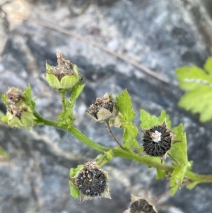 Modiola caroliniana at Woodstock Nature Reserve - 8 Nov 2023