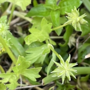 Ranunculus muricatus at Woodstock Nature Reserve - 8 Nov 2023 03:04 PM