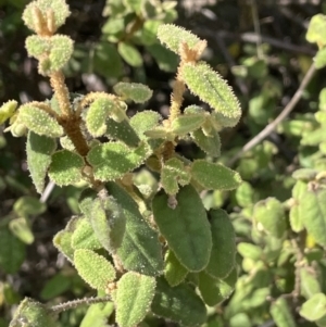 Correa reflexa at Woodstock Nature Reserve - 8 Nov 2023