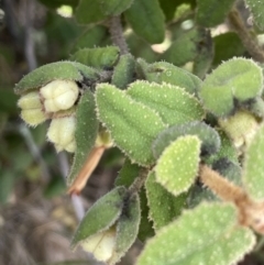 Correa reflexa at Woodstock Nature Reserve - 8 Nov 2023