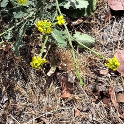 Hirschfeldia incana (Buchan Weed) at McKellar, ACT - 6 Nov 2023 by abread111