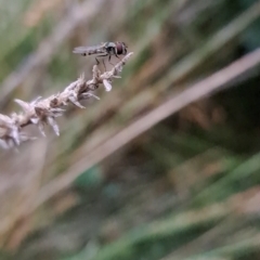 Syrphini (tribe) (Unidentified syrphine hover fly) at Watson, ACT - 25 Oct 2023 by abread111