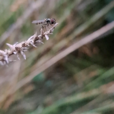 Syrphini sp. (tribe) (Unidentified syrphine hover fly) at Watson, ACT - 25 Oct 2023 by abread111