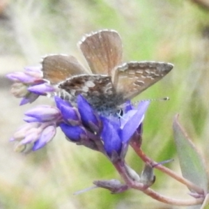 Neolucia agricola at Namadgi National Park - 10 Nov 2023