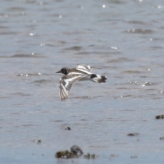 Arenaria interpres (Ruddy Turnstone) at Wellington Point, QLD - 10 Nov 2023 by TimL