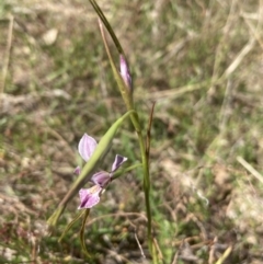 Diuris dendrobioides (Late Mauve Doubletail) at Mount Taylor by Youspy