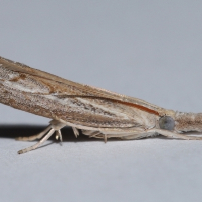 Culladia cuneiferellus (Crambinae moth) at Wellington Point, QLD - 9 Nov 2023 by TimL