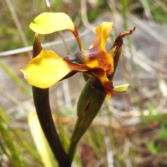 Diuris semilunulata at Namadgi National Park - 10 Nov 2023