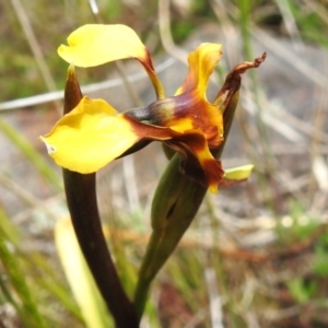 Diuris semilunulata at Namadgi National Park - 10 Nov 2023