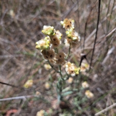 Pseudognaphalium luteoalbum (Jersey Cudweed) at Watson, ACT - 10 Nov 2023 by abread111