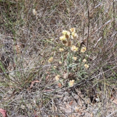 Pseudognaphalium luteoalbum at Justice Robert Hope Reserve (JRH) - 10 Nov 2023